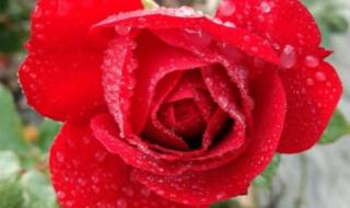 红玫瑰花语是什么