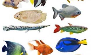 观赏鱼的种类图片