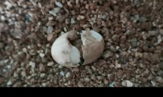 乌龟蛋怎么孵化