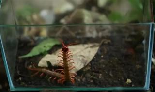 中国红巨龙蜈蚣